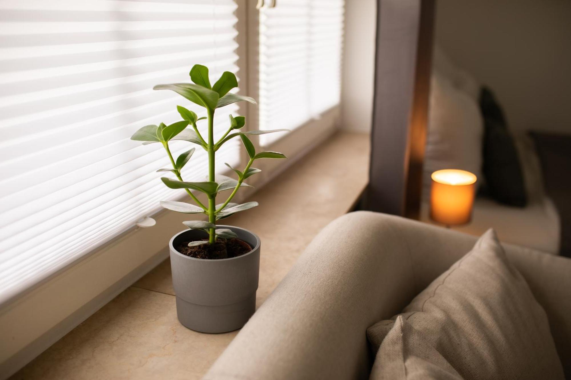Hugos Studio Apartment فيسلوخ المظهر الخارجي الصورة